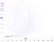 Defensin Beta 1 antibody, 38-112, ProSci, Western Blot image 