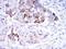 Secretoglobin Family 2A Member 2 antibody, NBP1-51671, Novus Biologicals, Immunohistochemistry paraffin image 
