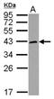 HORMA Domain Containing 1 antibody, NBP2-16869, Novus Biologicals, Western Blot image 