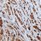 Alpha-2-Glycoprotein 1, Zinc-Binding antibody, AF4764, R&D Systems, Immunohistochemistry paraffin image 