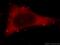 E3 ubiquitin-protein ligase HECTD1 antibody, 20605-1-AP, Proteintech Group, Immunofluorescence image 