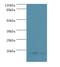 Ubiquitin Conjugating Enzyme E2 D1 antibody, LS-C370517, Lifespan Biosciences, Western Blot image 