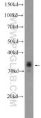 Paired Like Homeobox 2B antibody, 25276-1-AP, Proteintech Group, Western Blot image 