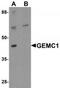 Geminin Coiled-Coil Domain Containing antibody, TA320198, Origene, Western Blot image 