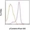 Phosphotyrosine antibody, 50-5001-41, Invitrogen Antibodies, Flow Cytometry image 