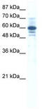 Zinc Finger Protein 276 antibody, TA341468, Origene, Western Blot image 