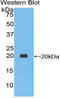 Collagen Type III Alpha 1 Chain antibody, LS-C293432, Lifespan Biosciences, Western Blot image 