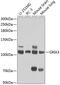 Glutamate Ionotropic Receptor AMPA Type Subunit 3 antibody, GTX32626, GeneTex, Western Blot image 