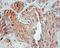 Cathepsin F antibody, 11055-1-AP, Proteintech Group, Immunohistochemistry frozen image 