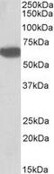 Biotinidase antibody, MBS423009, MyBioSource, Western Blot image 