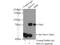 Ras Homolog Family Member T2 antibody, 11237-1-AP, Proteintech Group, Immunoprecipitation image 
