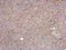 Diphosphoinositol Pentakisphosphate Kinase 2 antibody, NBP2-16836, Novus Biologicals, Immunohistochemistry paraffin image 