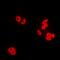 RAB5A, Member RAS Oncogene Family antibody, abx142185, Abbexa, Western Blot image 