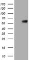 Hemoglobin subunit beta-H1 antibody, MA5-26806, Invitrogen Antibodies, Western Blot image 