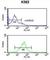 Eukaryotic Translation Initiation Factor 3 Subunit G antibody, abx032484, Abbexa, Western Blot image 