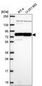 Poly(A) Binding Protein Cytoplasmic 1 antibody, PA5-66900, Invitrogen Antibodies, Western Blot image 