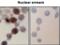 Heat Shock Protein Family A (Hsp70) Member 1A antibody, 11099, QED Bioscience, Immunocytochemistry image 