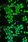 Phosphoglucomutase 1 antibody, A6303, ABclonal Technology, Immunofluorescence image 