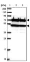 Cell Division Cycle 16 antibody, NBP1-89094, Novus Biologicals, Western Blot image 