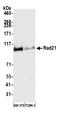 RAD21 Cohesin Complex Component antibody, A700-052, Bethyl Labs, Western Blot image 
