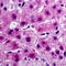 Cytochrome B5 Type A antibody, LS-C352075, Lifespan Biosciences, Immunohistochemistry frozen image 