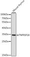 Tumor necrosis factor receptor superfamily member 18 antibody, 16-146, ProSci, Western Blot image 