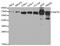 HSP70 antibody, MBS125883, MyBioSource, Western Blot image 