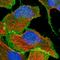 Catenin Beta 1 antibody, HPA029159, Atlas Antibodies, Immunocytochemistry image 
