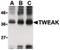 TNF Superfamily Member 12 antibody, PA5-20211, Invitrogen Antibodies, Western Blot image 