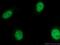 CDC28 Protein Kinase Regulatory Subunit 2 antibody, 15616-1-AP, Proteintech Group, Immunofluorescence image 