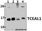 Transcription Elongation Factor A Like 1 antibody, A09601, Boster Biological Technology, Western Blot image 