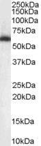 Non-POU Domain Containing Octamer Binding antibody, PA5-18514, Invitrogen Antibodies, Western Blot image 