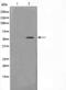 STEAP3 Metalloreductase antibody, orb225371, Biorbyt, Western Blot image 