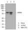 Ribosomal Oxygenase 2 antibody, 683302, BioLegend, Western Blot image 