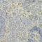 Prosaposin antibody, orb48510, Biorbyt, Immunohistochemistry paraffin image 