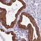 Nucleoredoxin Like 1 antibody, HPA042010, Atlas Antibodies, Immunohistochemistry frozen image 