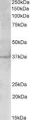 Polo Like Kinase 5 antibody, MBS423153, MyBioSource, Western Blot image 