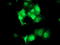 Signal Transducer And Activator Of Transcription 4 antibody, TA502982, Origene, Immunofluorescence image 