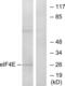 Eukaryotic Translation Initiation Factor 4E antibody, LS-B7007, Lifespan Biosciences, Western Blot image 