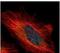Protein Serine Kinase H1 antibody, PA5-28688, Invitrogen Antibodies, Immunofluorescence image 