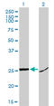 High Mobility Group Box 1 antibody, LS-B4341, Lifespan Biosciences, Western Blot image 