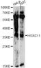 Homeobox C11 antibody, LS-C749725, Lifespan Biosciences, Western Blot image 