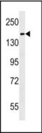 Hephaestin Like 1 antibody, orb314502, Biorbyt, Western Blot image 