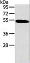 Histamine Receptor H1 antibody, LS-C403222, Lifespan Biosciences, Western Blot image 