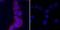 c-met antibody, AF527, R&D Systems, Immunohistochemistry paraffin image 