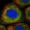 Histidine Ammonia-Lyase antibody, NBP1-89694, Novus Biologicals, Immunofluorescence image 