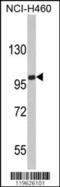 Erythrocyte Membrane Protein Band 4.1 Like 4B antibody, 62-500, ProSci, Western Blot image 