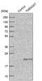 Transmembrane Protein 207 antibody, PA5-53148, Invitrogen Antibodies, Western Blot image 