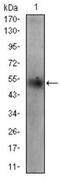 Perilipin 2 antibody, NBP2-37300, Novus Biologicals, Western Blot image 