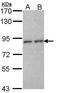 CD6 Molecule antibody, GTX114058, GeneTex, Western Blot image 